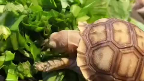 Feeding lots of golden coin turtles