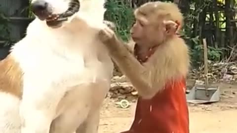 Monkey plays with dogs on Christmas morning