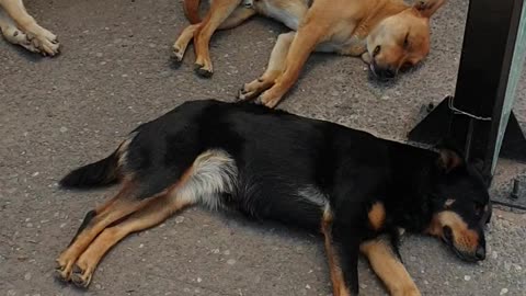 Park Dogs in Santiago, Chile 🐕🇨🇱