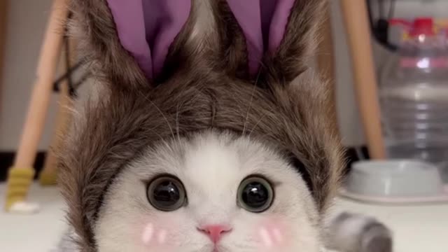 Funny cat, super cute