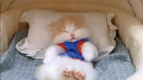 Funny And Cute Cats😹#3 | Viral Clips | Pet Life | #shorts #short #viral #tranding #popular #cat #yt