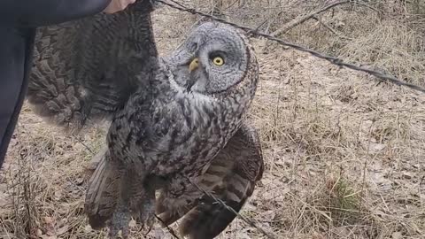 Owl Set Free From Barbed Wire Fence