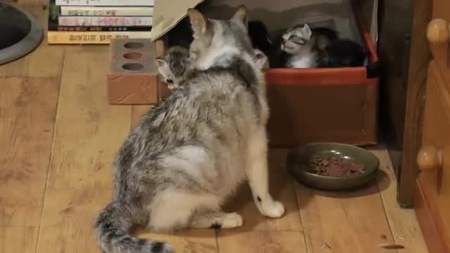 Saving the cat in the jar 😾