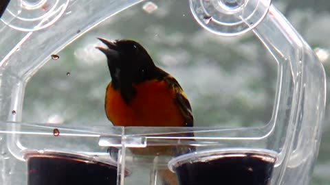 Oriole