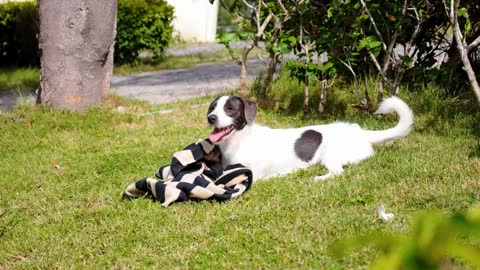 Cute Puppy Playing in Green Grass on a Summer Day