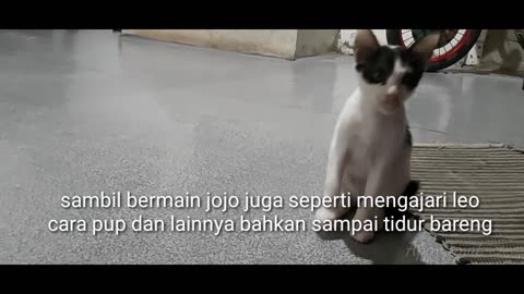 Rescue kitten,#378 menyelamatkan anak kucing terlantar dipinggir jalan 😭☹🤕