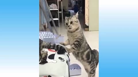 Funny animal videos