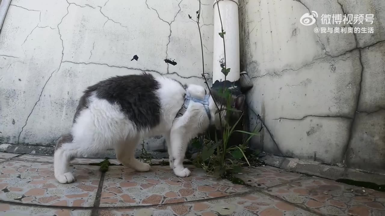 Vegan Cat