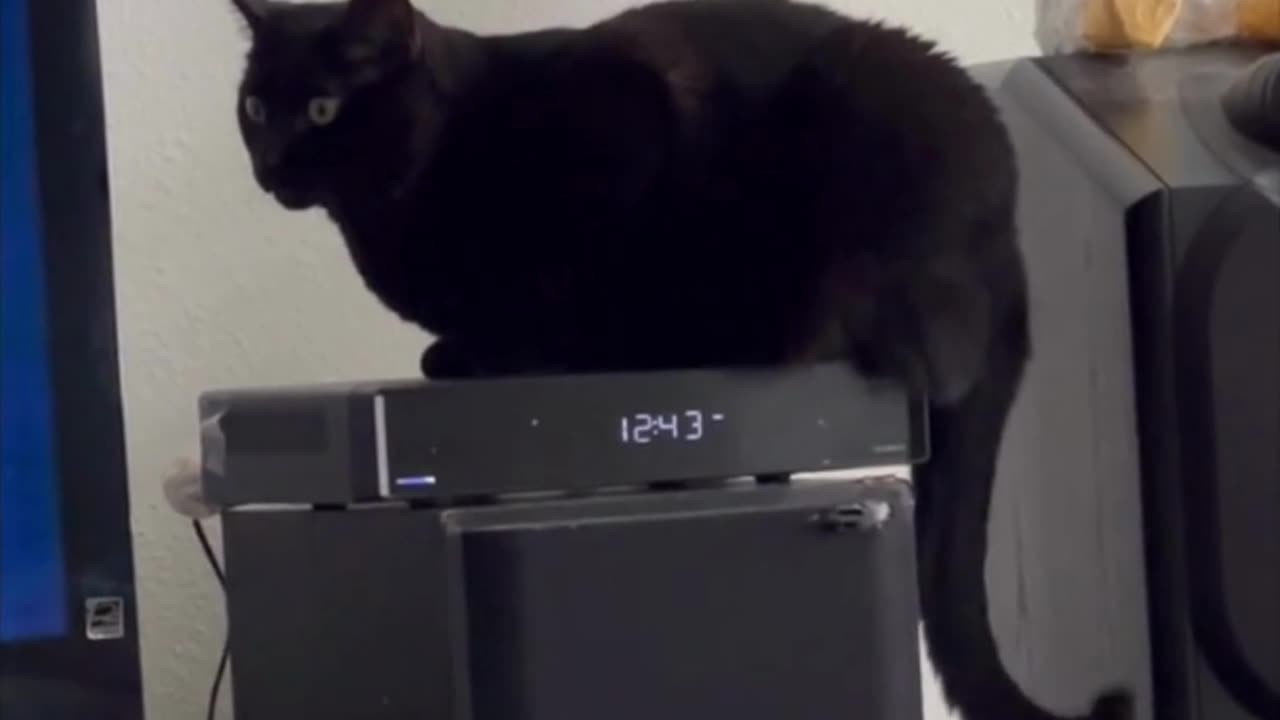 Adopting a Cat from a Shelter Vlog - Cute Precious Piper Uses the New Cable Box #shorts