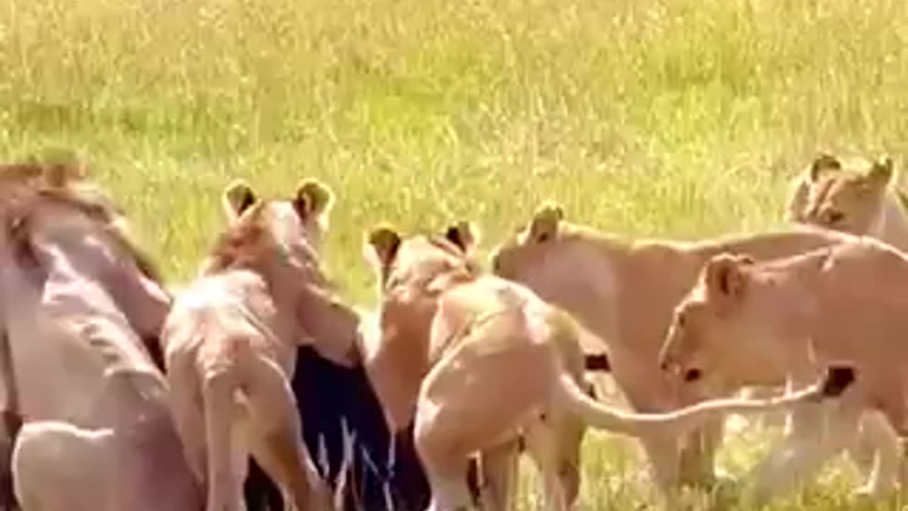 Pride of Lions Ran Rampage on A Buffalo and Its Baby Calf