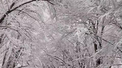 winter lover