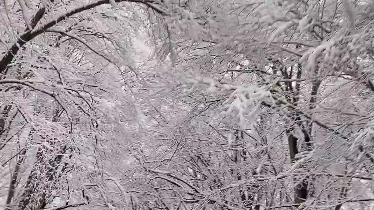 winter lover