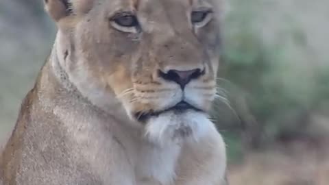 What a beautiful cat. Naledi Cam.