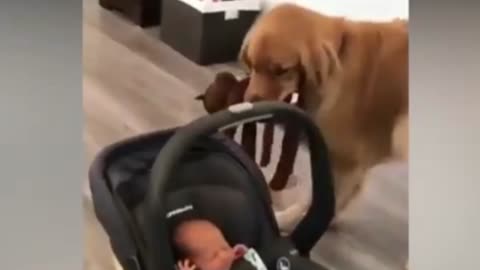 Funny baby moments with kids