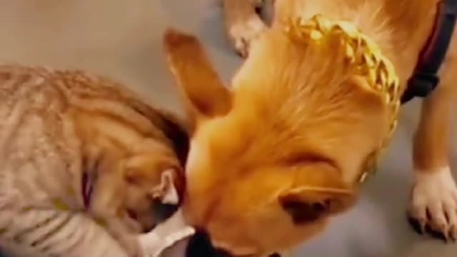 Funny cat and generous dog video