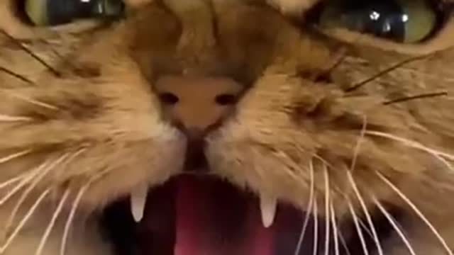 Cute cat funny videos