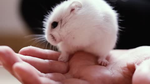 Watch how this Russian hamster eats