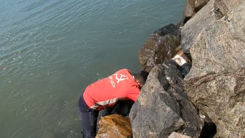 Mussels Catching live