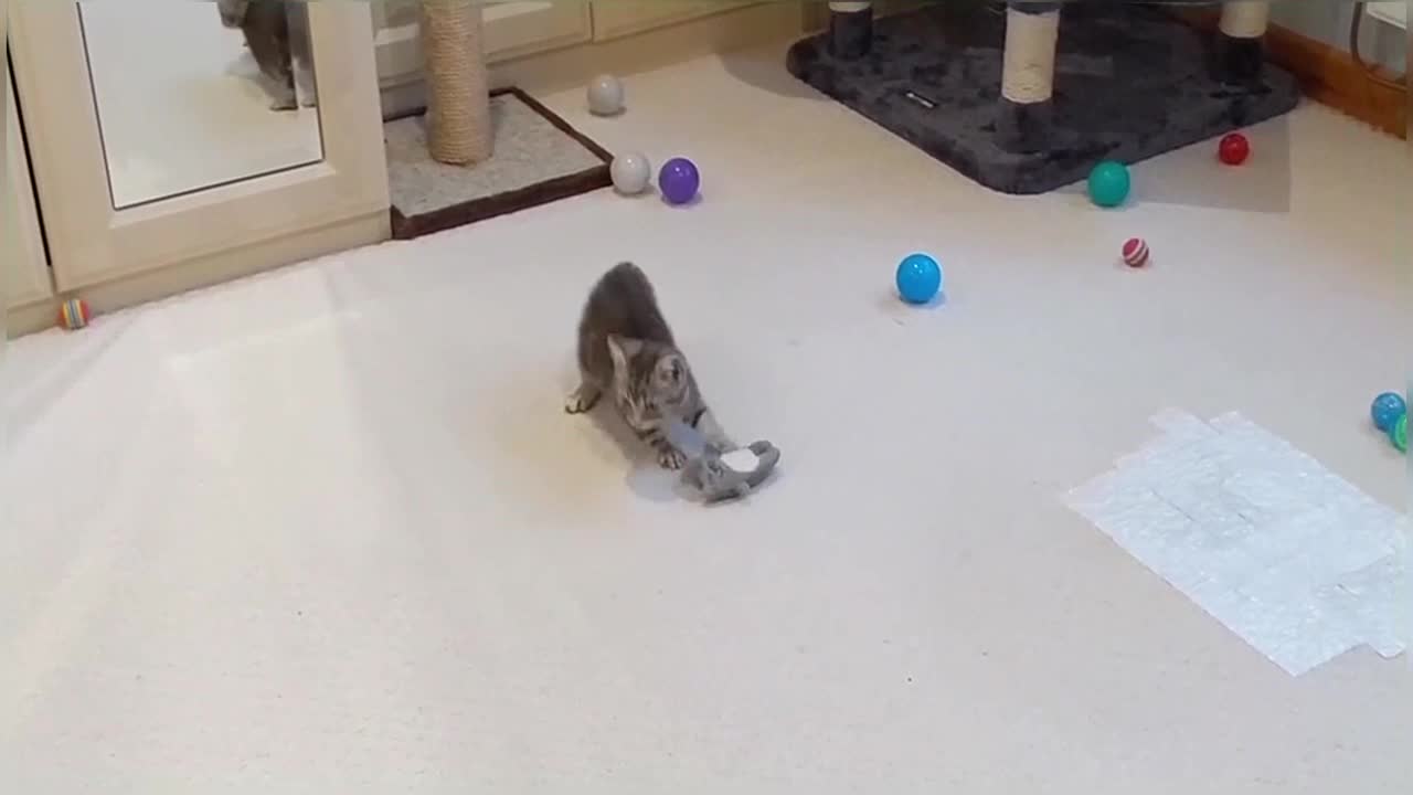 Tiny Kitten Adorably Plays With Toys