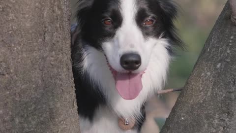 Very cute dog, I love it so much