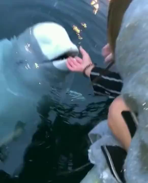 Beluga whale saves an iPhone from the sea