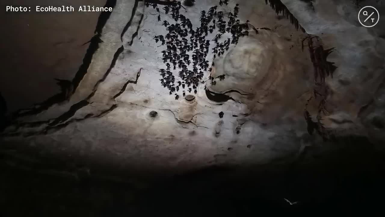 Coronavirus Could Be an Omen for the World's Next Epidemic