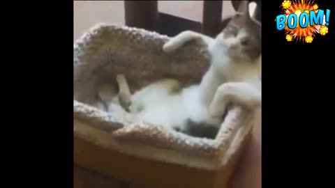 FUNNY CATS COMPILATION 1 😂😹