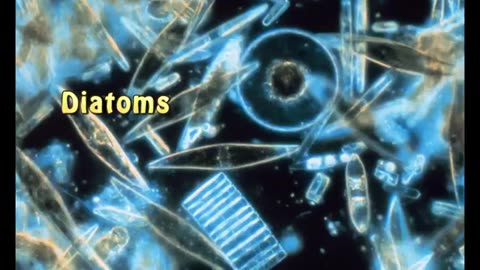 Diatomaceous Earth The Cure All - Sean Martu