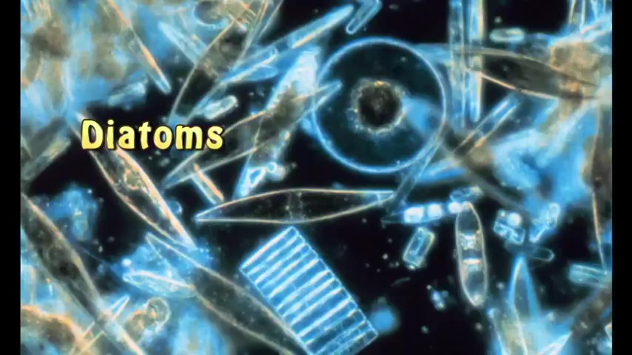Diatomaceous Earth The Cure All - Sean Martu