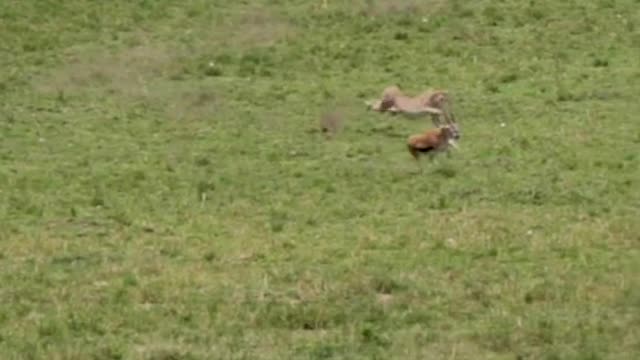 🔥🔥Ultimate speed of cheetah 🔥🔥🔥