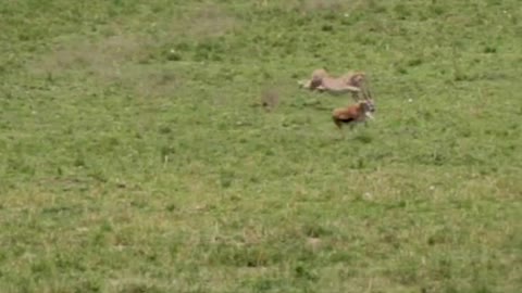 🔥🔥Ultimate speed of cheetah 🔥🔥🔥