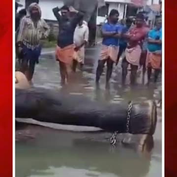 రోడ్డుపై వరదనీరు.. ఏనుగులకు స్నానం చేయించారు! #short #elephants #floodwater #cleaning | FBTV NEWS