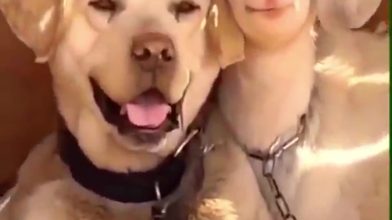 #funny #animal Video 2023