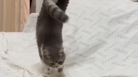 Cat Doing Yoga #shorts #shortsvideo #video #viral