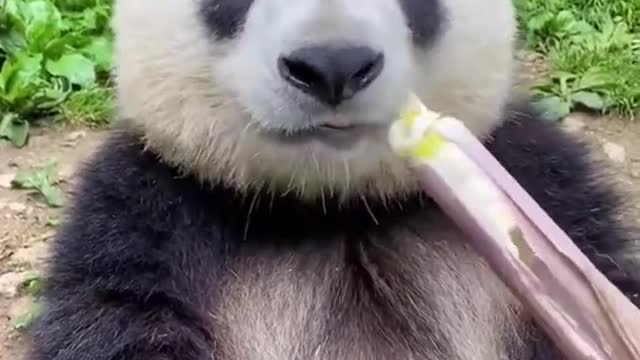 adorable panda eats bamboo