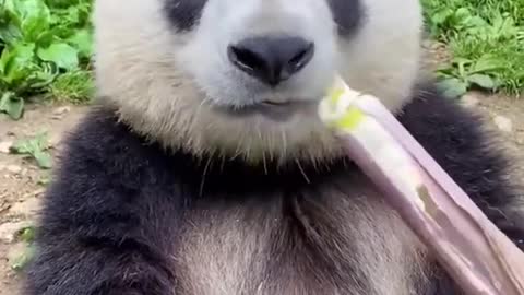 adorable panda eats bamboo