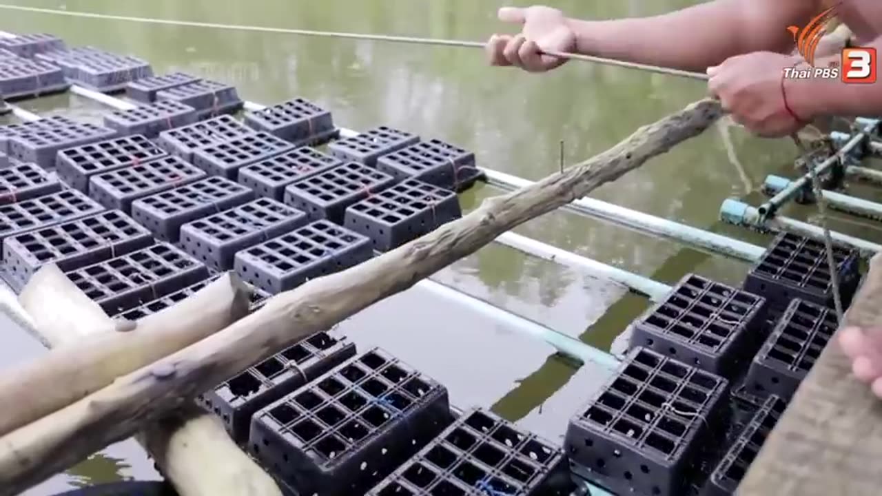 How to Millions of Mud Crab Farming in Box - Soft Shell Mud Crab Farming Technology in Asian