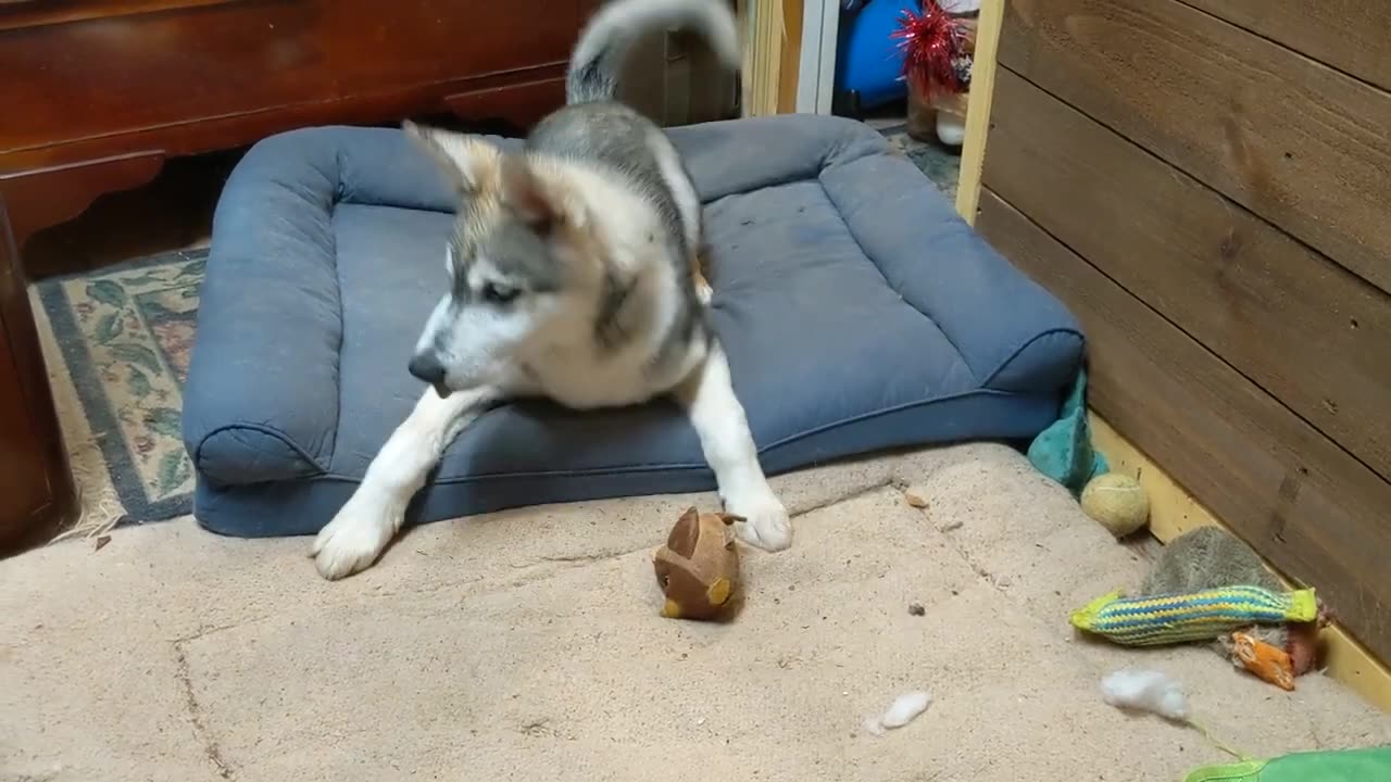 30 Second of MICCO, our new Husky Pup