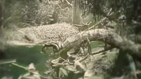 The Lost World 1925