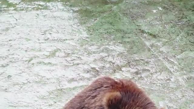 What could bear be up to