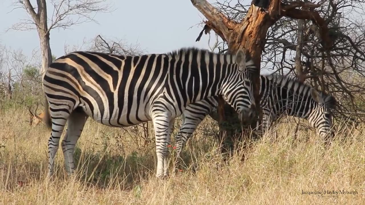 Zebra in The Kruger National Park