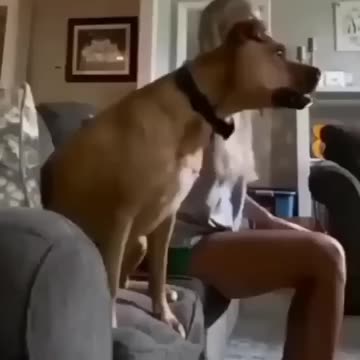 DOG WATCHING FOOTBALL
