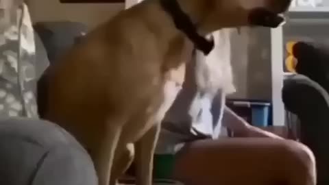 DOG WATCHING FOOTBALL