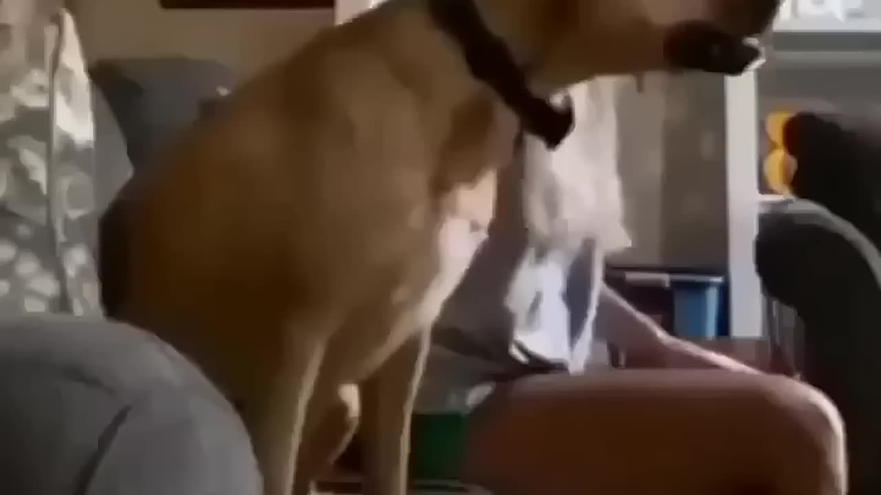 DOG WATCHING FOOTBALL