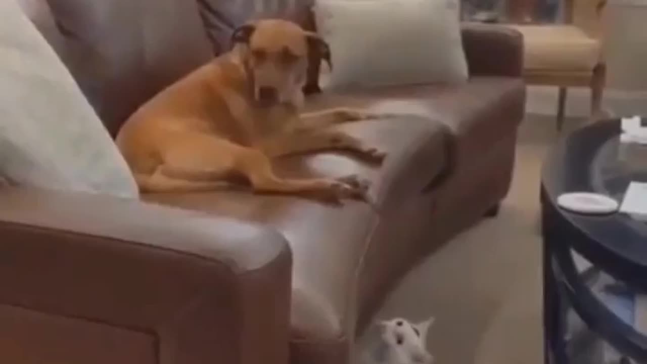 Cat and dogs funny video