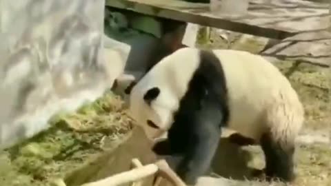 Chairs are not for pandas😂