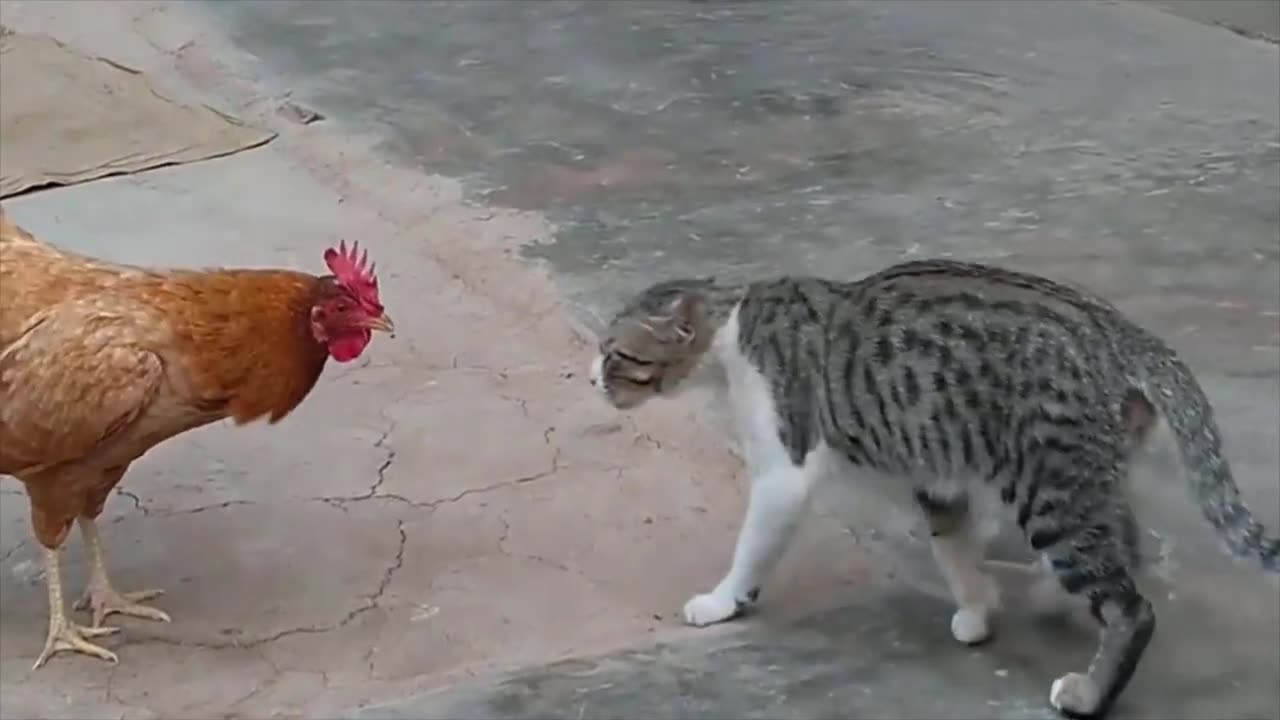 Rooster vs Cat