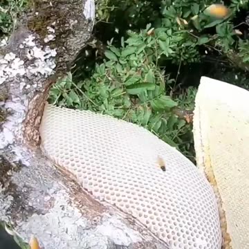 Rizki_anak_hutan_dapat_madu_#shorts(720p)