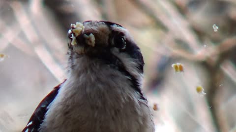 Downy Woodpecker