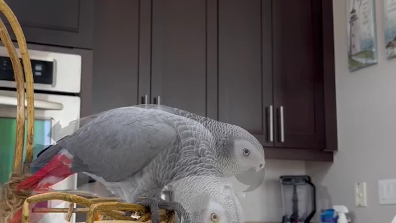 Africangrey plays with her new favorite toy! Patti the Africangrey Parrot